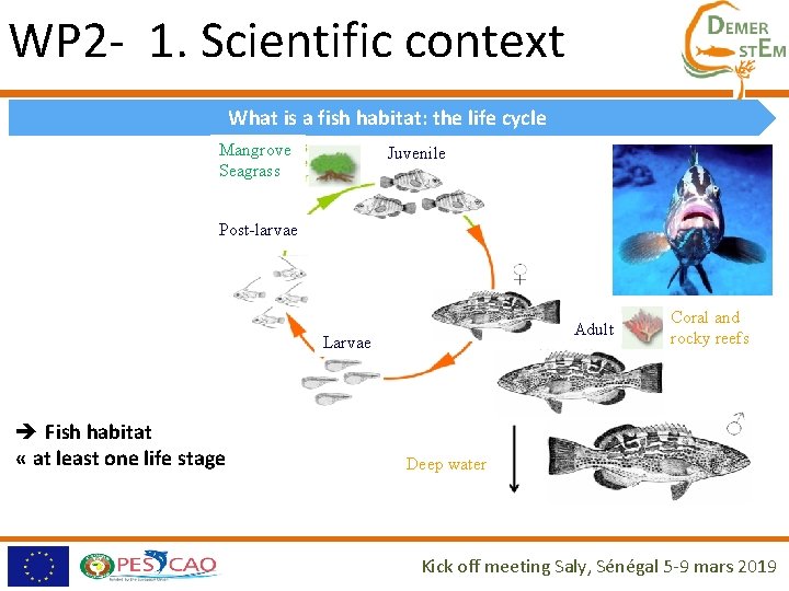 WP 2 - 1. Scientific context What is a fish habitat: the life cycle WP 2 - 1. Scientific context What is a fish habitat: the life cycle