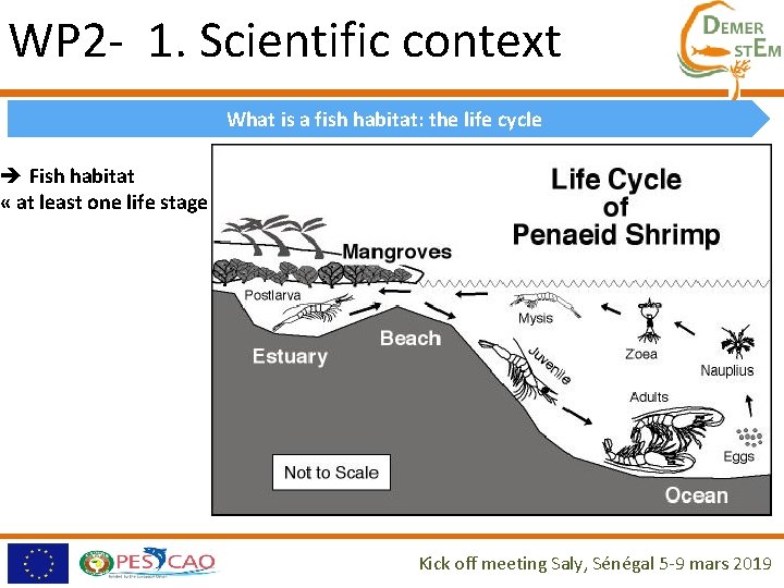 WP 2 - 1. Scientific context What is a fish habitat: the life cycle WP 2 - 1. Scientific context What is a fish habitat: the life cycle