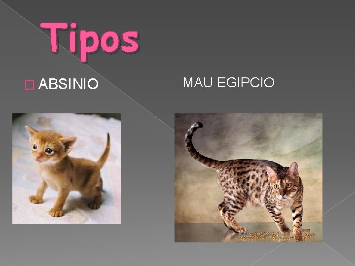 Tipos � ABSINIO MAU EGIPCIO 