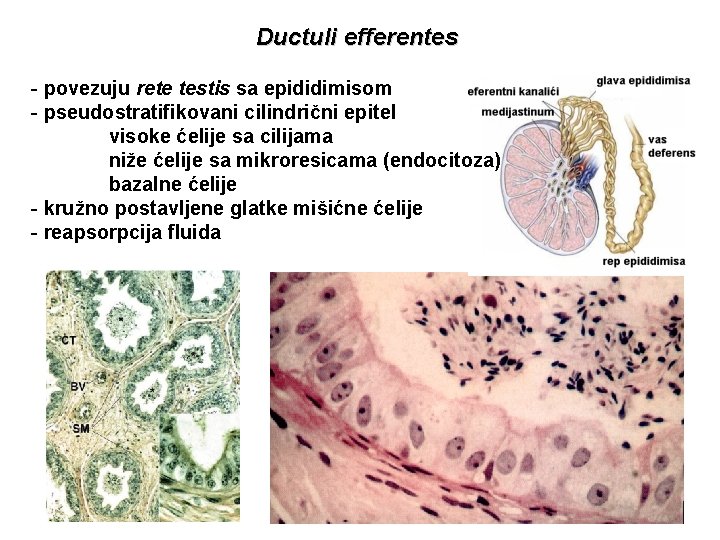Ductuli efferentes - povezuju rete testis sa epididimisom - pseudostratifikovani cilindrični epitel visoke ćelije