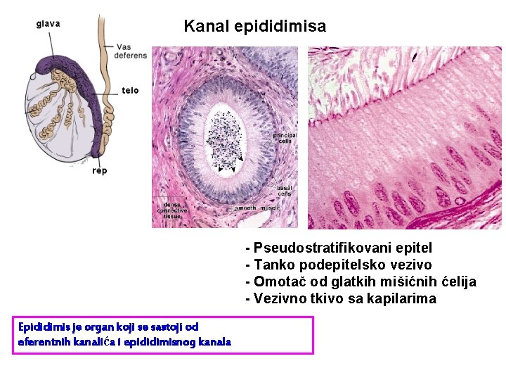 Kanal epididimisa - Pseudostratifikovani epitel - Tanko podepitelsko vezivo - Omotač od glatkih mišićnih