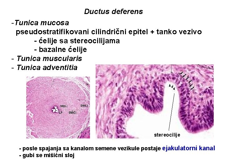 Ductus deferens -Tunica mucosa pseudostratifikovani cilindrični epitel + tanko vezivo - ćelije sa stereocilijama