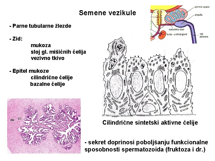 Semene vezikule - Parne tubularne žlezde - Zid: mukoza sloj gl. mišićnih ćelija vezivno