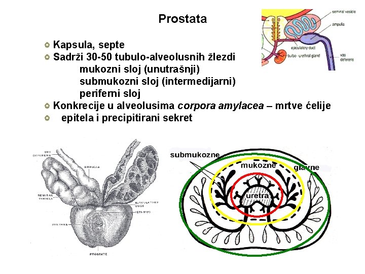 Prostata Kapsula, septe Sadrži 30 -50 tubulo-alveolusnih žlezdi mukozni sloj (unutrašnji) submukozni sloj (intermedijarni)