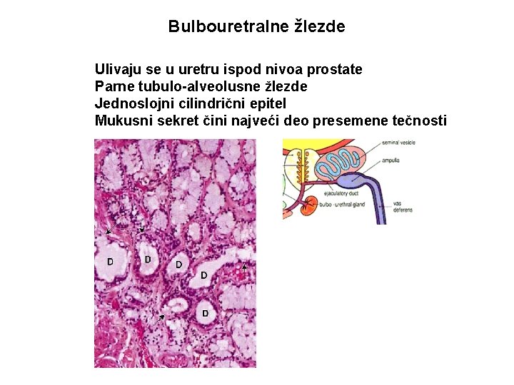 Bulbouretralne žlezde Ulivaju se u uretru ispod nivoa prostate Parne tubulo-alveolusne žlezde Jednoslojni cilindrični