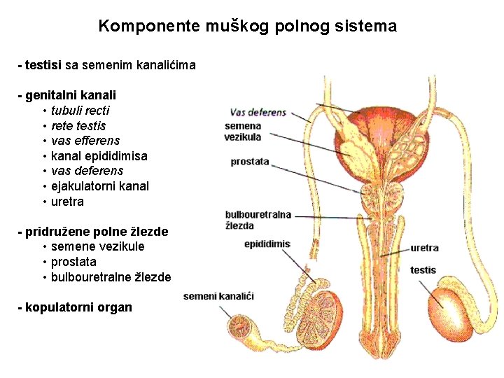 Komponente muškog polnog sistema - testisi sa semenim kanalićima - genitalni kanali • tubuli