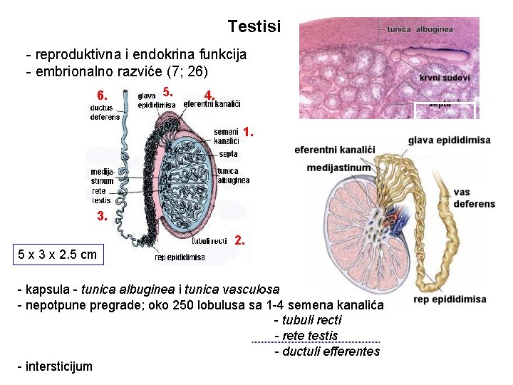 Testisi - reproduktivna i endokrina funkcija - embrionalno razviće (7; 26) 6. 5. 4.