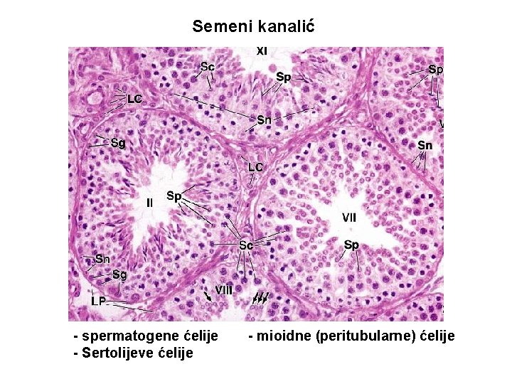Semeni kanalić - spermatogene ćelije - Sertolijeve ćelije - mioidne (peritubularne) ćelije 