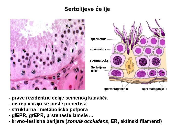 Sertolijeve ćelije - prave rezidentne ćelije semenog kanalića - ne repliciraju se posle puberteta