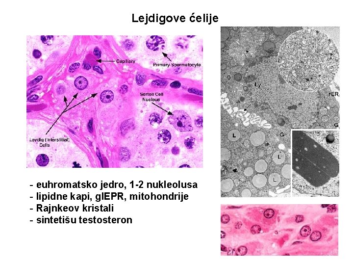 Lejdigove ćelije - euhromatsko jedro, 1 -2 nukleolusa - lipidne kapi, gl. EPR, mitohondrije