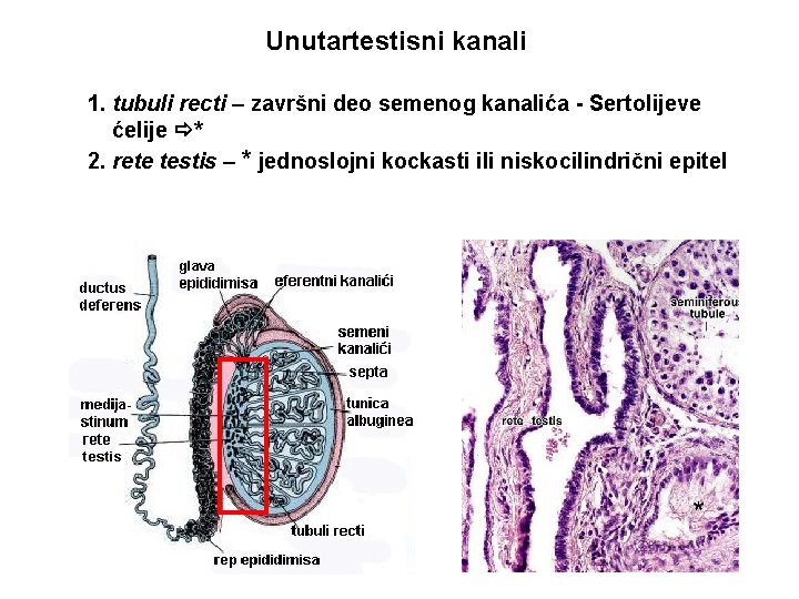 Unutartestisni kanali 1. tubuli recti – završni deo semenog kanalića - Sertolijeve ćelije *