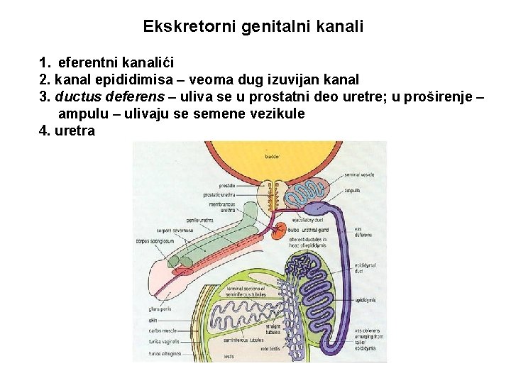 Ekskretorni genitalni kanali 1. eferentni kanalići 2. kanal epididimisa – veoma dug izuvijan kanal