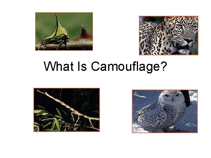 What Is Camouflage? 