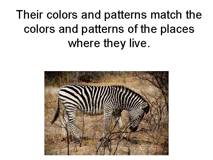 Their colors and patterns match the colors and patterns of the places where they
