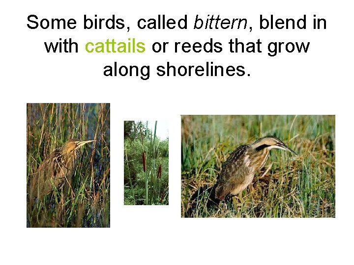 Some birds, called bittern, blend in with cattails or reeds that grow along shorelines.