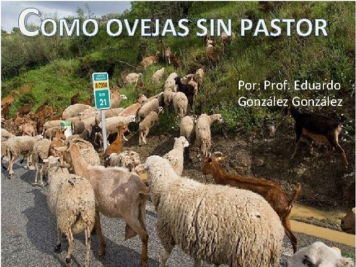 COMO OVEJAS SIN PASTOR Por: Prof. Eduardo González 