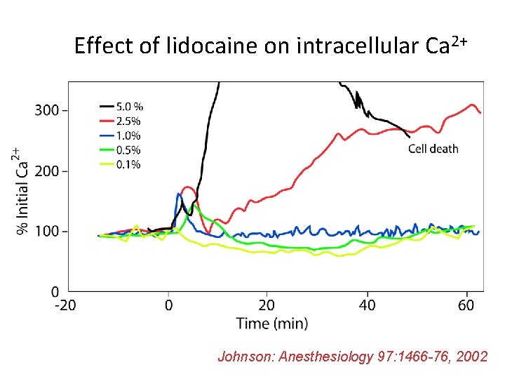 Effect of lidocaine on intracellular Ca 2+ Johnson: Anesthesiology 97: 1466 -76, 2002 