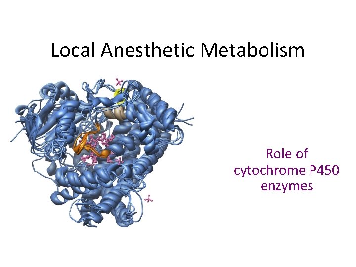 Local Anesthetic Metabolism Role of cytochrome P 450 enzymes 