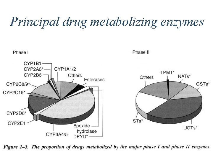 Principal drug metabolizing enzymes 