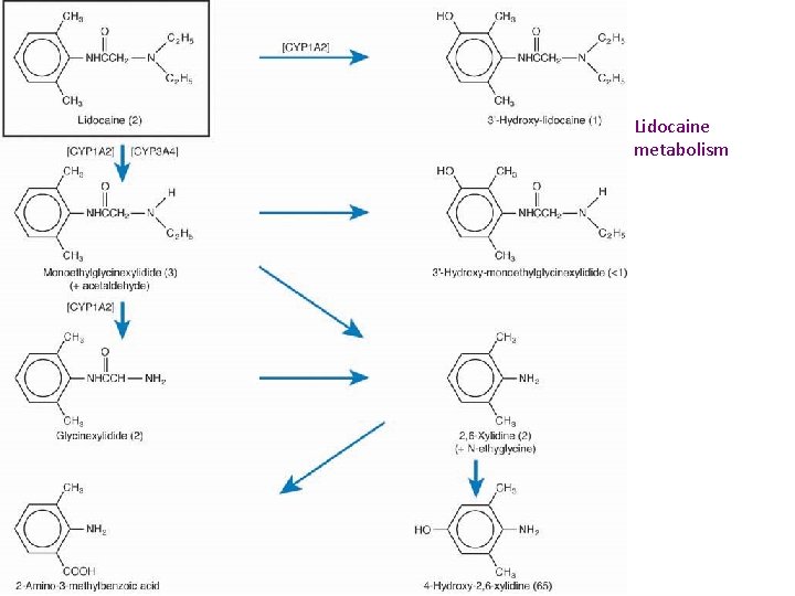 Lidocaine metabolism 