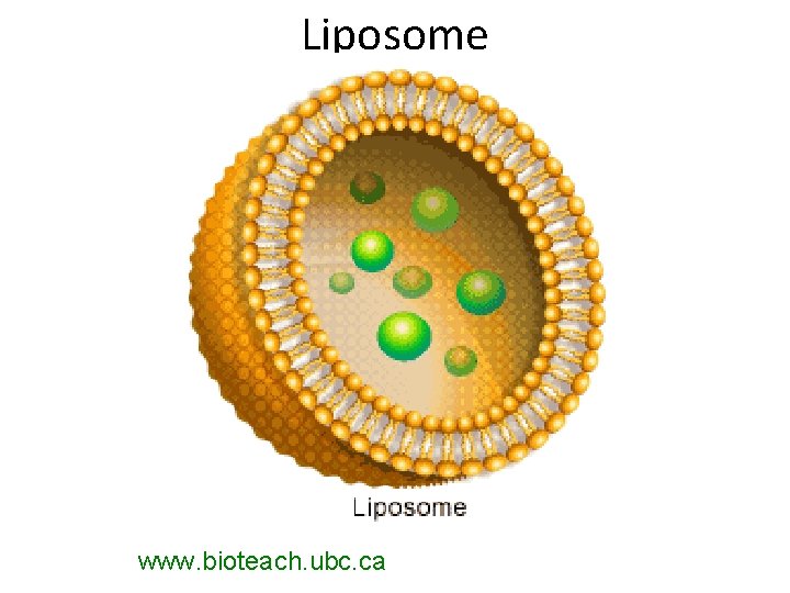 Liposome www. bioteach. ubc. ca 