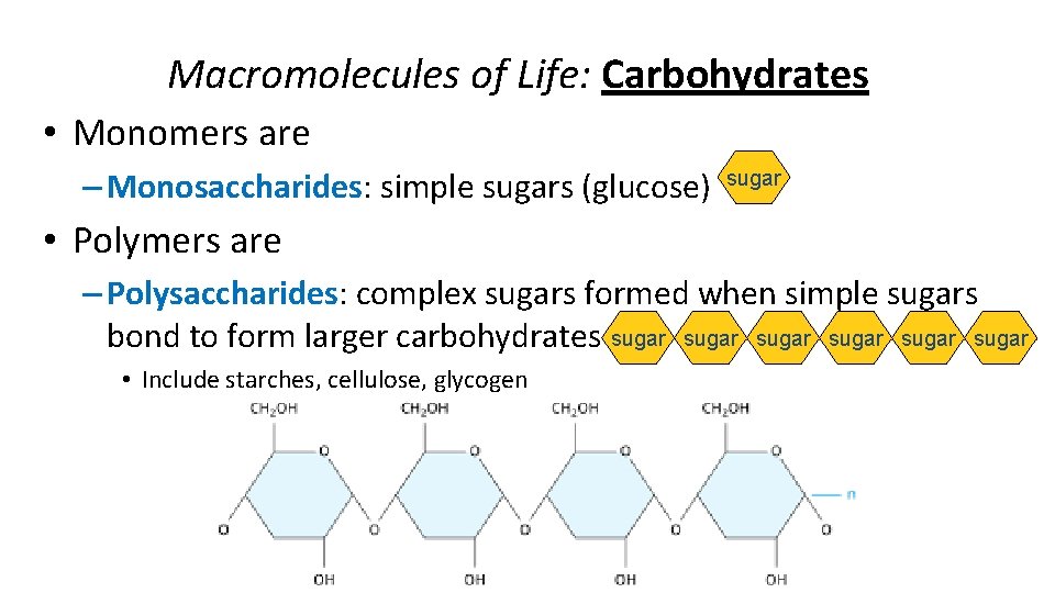 Macromolecules of Life: Carbohydrates • Monomers are – Monosaccharides: simple sugars (glucose) sugar •