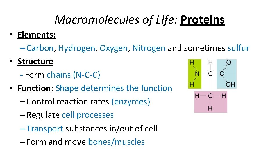 Macromolecules of Life: Proteins • Elements: – Carbon, Hydrogen, Oxygen, Nitrogen and sometimes sulfur