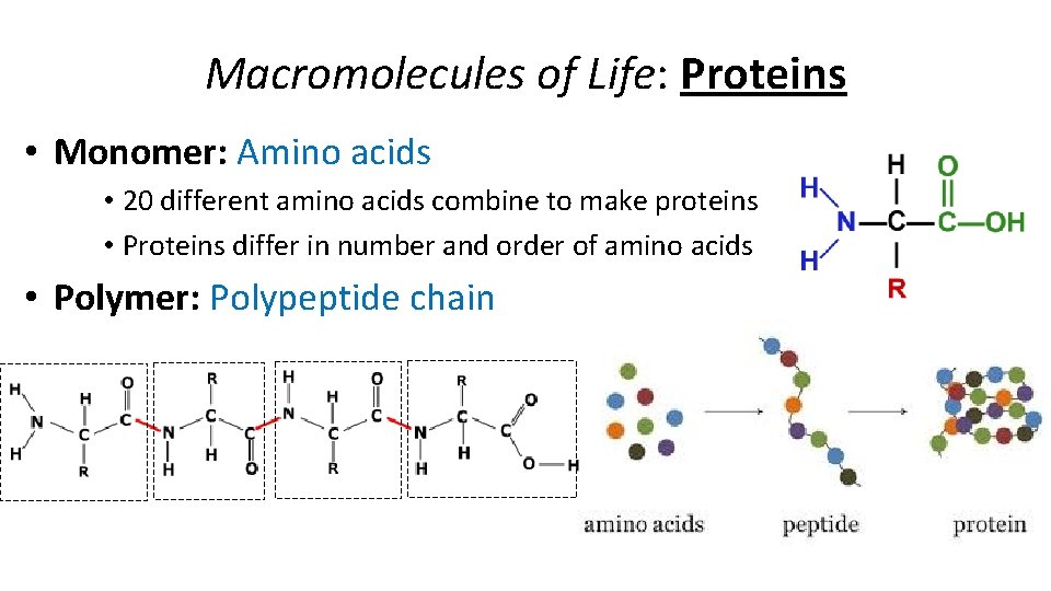Macromolecules of Life: Proteins • Monomer: Amino acids • 20 different amino acids combine