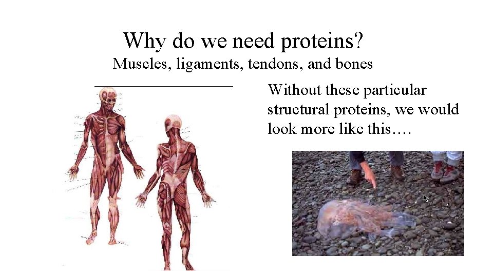 Why do we need proteins? Muscles, ligaments, tendons, and bones Without these particular structural