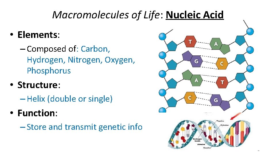 Macromolecules of Life: Nucleic Acid • Elements: – Composed of: Carbon, Hydrogen, Nitrogen, Oxygen,