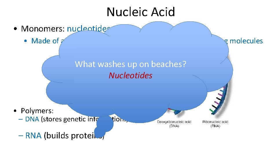 Nucleic Acid • Monomers: nucleotides • Made of a sugar, phosphate group, and nitrogen-containing