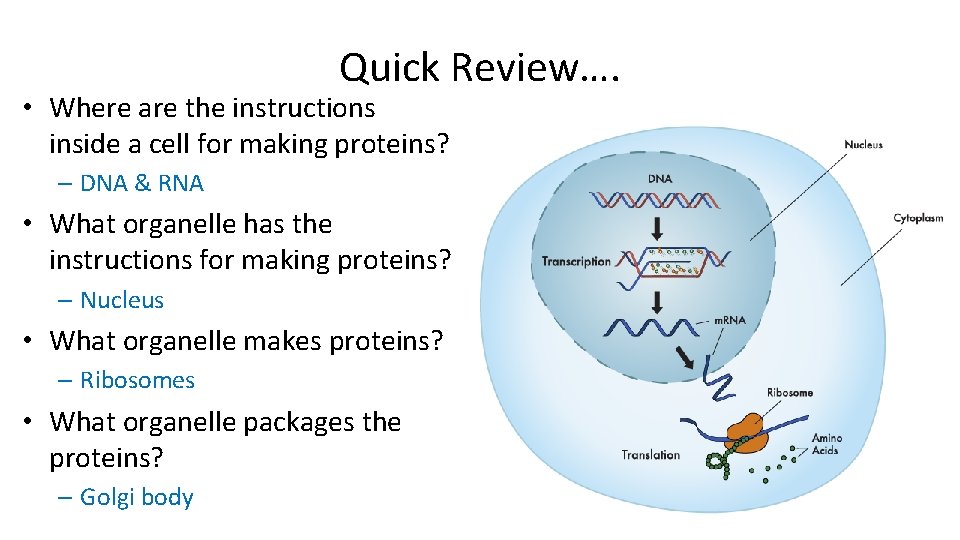 Quick Review…. • Where are the instructions inside a cell for making proteins? –