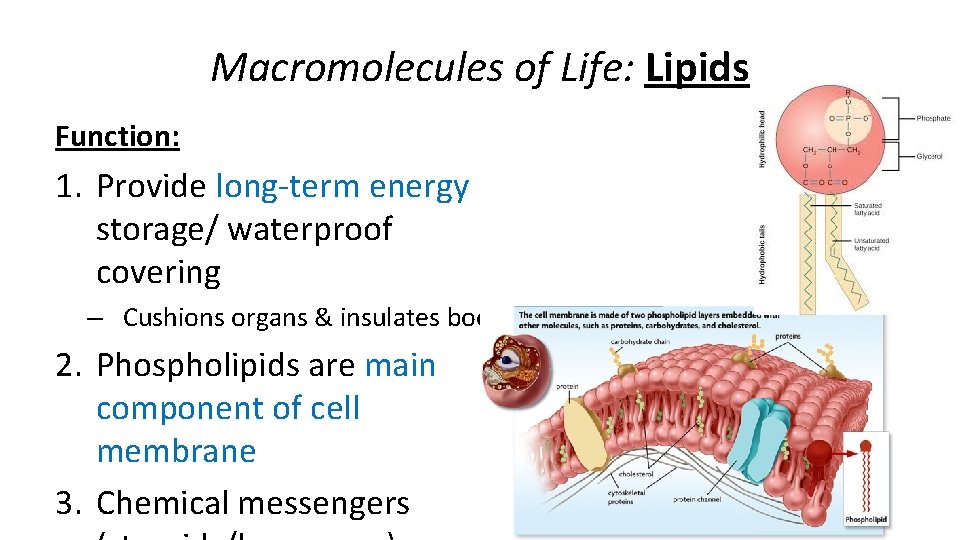 Macromolecules of Life: Lipids Function: 1. Provide long-term energy storage/ waterproof covering – Cushions