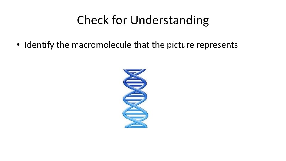 Check for Understanding • Identify the macromolecule that the picture represents 