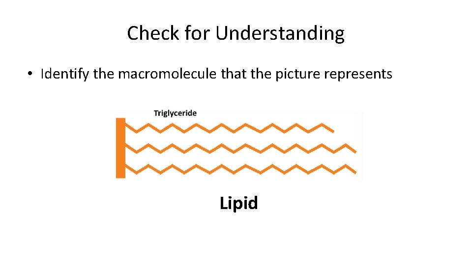 Check for Understanding • Identify the macromolecule that the picture represents Lipid 