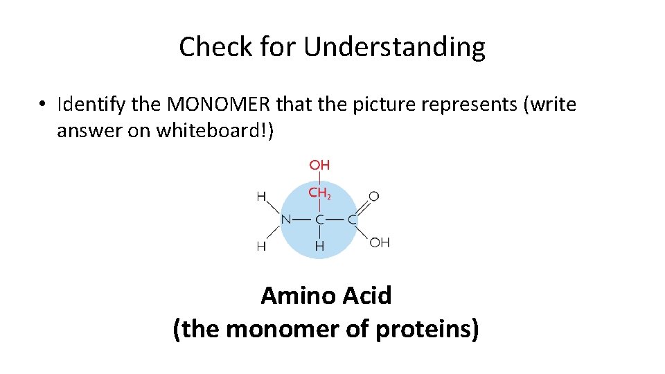 Check for Understanding • Identify the MONOMER that the picture represents (write answer on