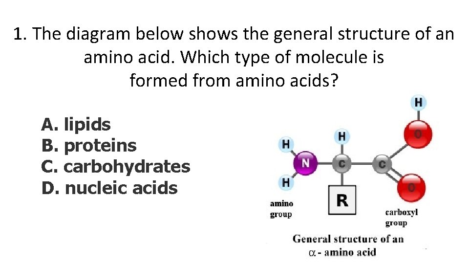 1. The diagram below shows the general structure of an amino acid. Which type