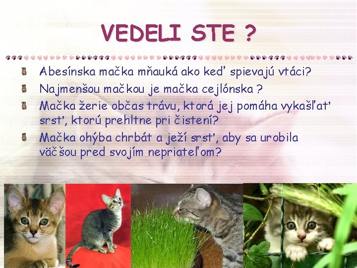 VEDELI STE ? Abesínska mačka mňauká ako keď spievajú vtáci? Najmenšou mačkou je mačka