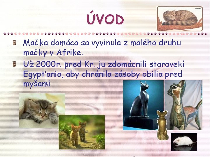 ÚVOD Mačka domáca sa vyvinula z malého druhu mačky v Afrike. Už 2000 r.