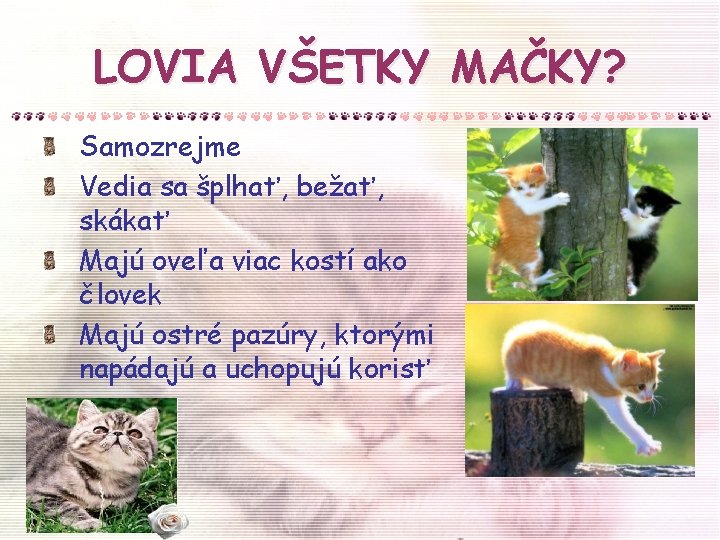 LOVIA VŠETKY MAČKY? Samozrejme Vedia sa šplhať, bežať, skákať Majú oveľa viac kostí ako