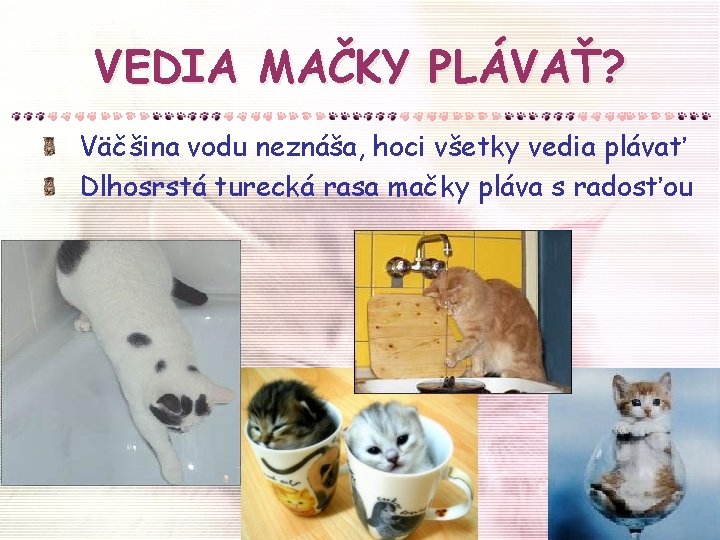 VEDIA MAČKY PLÁVAŤ? Väčšina vodu neznáša, hoci všetky vedia plávať Dlhosrstá turecká rasa mačky