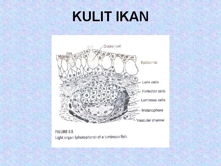 KULIT IKAN 