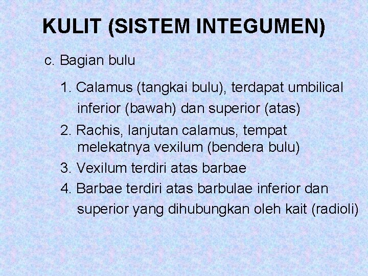 KULIT (SISTEM INTEGUMEN) c. Bagian bulu 1. Calamus (tangkai bulu), terdapat umbilical inferior (bawah)