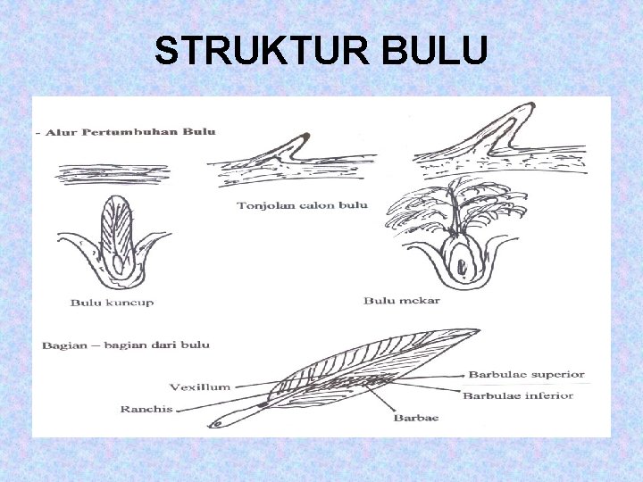 STRUKTUR BULU 