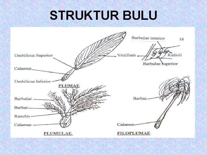 STRUKTUR BULU 