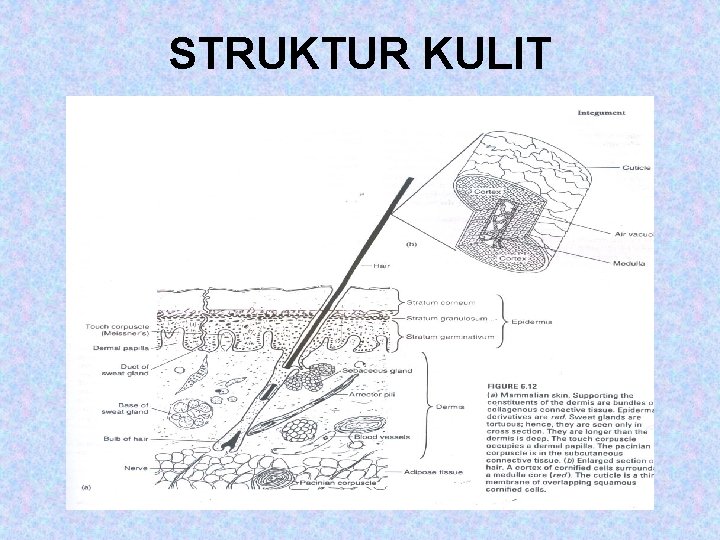 STRUKTUR KULIT 