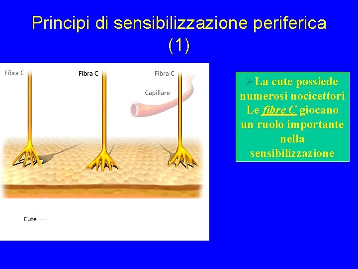 Principi di sensibilizzazione periferica (1) ØLa cute possiede numerosi nocicettori Le fibre C giocano