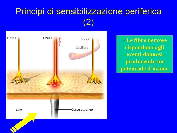 Principi di sensibilizzazione periferica (2) ØLe fibre nervose rispondono agli eventi dannosi producendo un