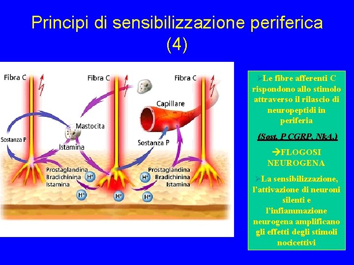 Principi di sensibilizzazione periferica (4) ØLe fibre afferenti C rispondono allo stimolo attraverso il