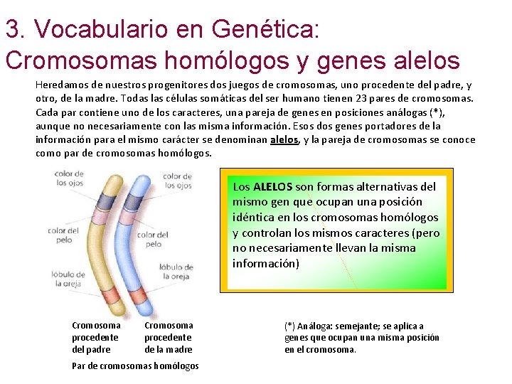 3. Vocabulario en Genética: 4 Cromosomas homólogos y genes alelos Heredamos de nuestros progenitores